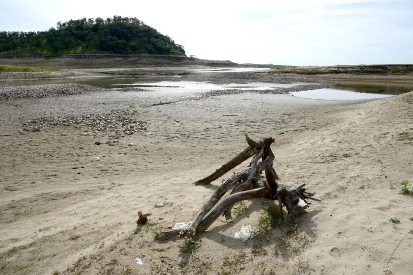 Old trees are revealed as the reservoir level at Camanche Reservoir continues to drop in California. The drought, says one writer, doesn't just affect California, but the countless people all over the world that consume the state's agricultural production.