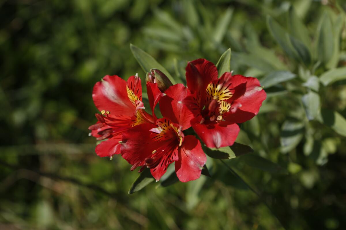 Red Peruvian lilies grace the park. The city spends about $100,000 per year on maintenance.