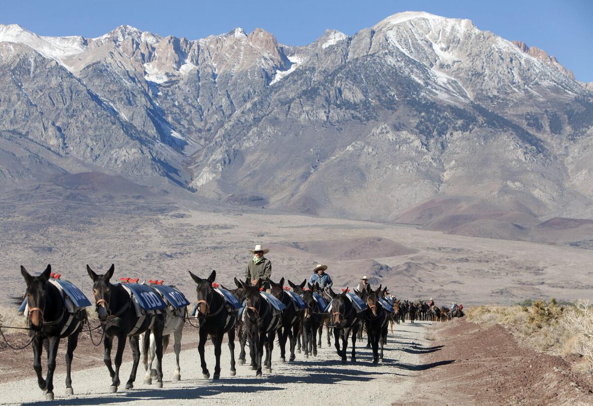 Against the mighty Sierra Nevada mountain range, 100 mules approach the diversion gates of the Los Angeles Aqueduct, North of Independence, Ca. in the Owens Valley. The journey is choreographed to coincide with the 100th birthday of the L.A. Aqueduct and to honor the 'mule power' that helped built it. Photographed on Friday, Oct. 18, 2013.