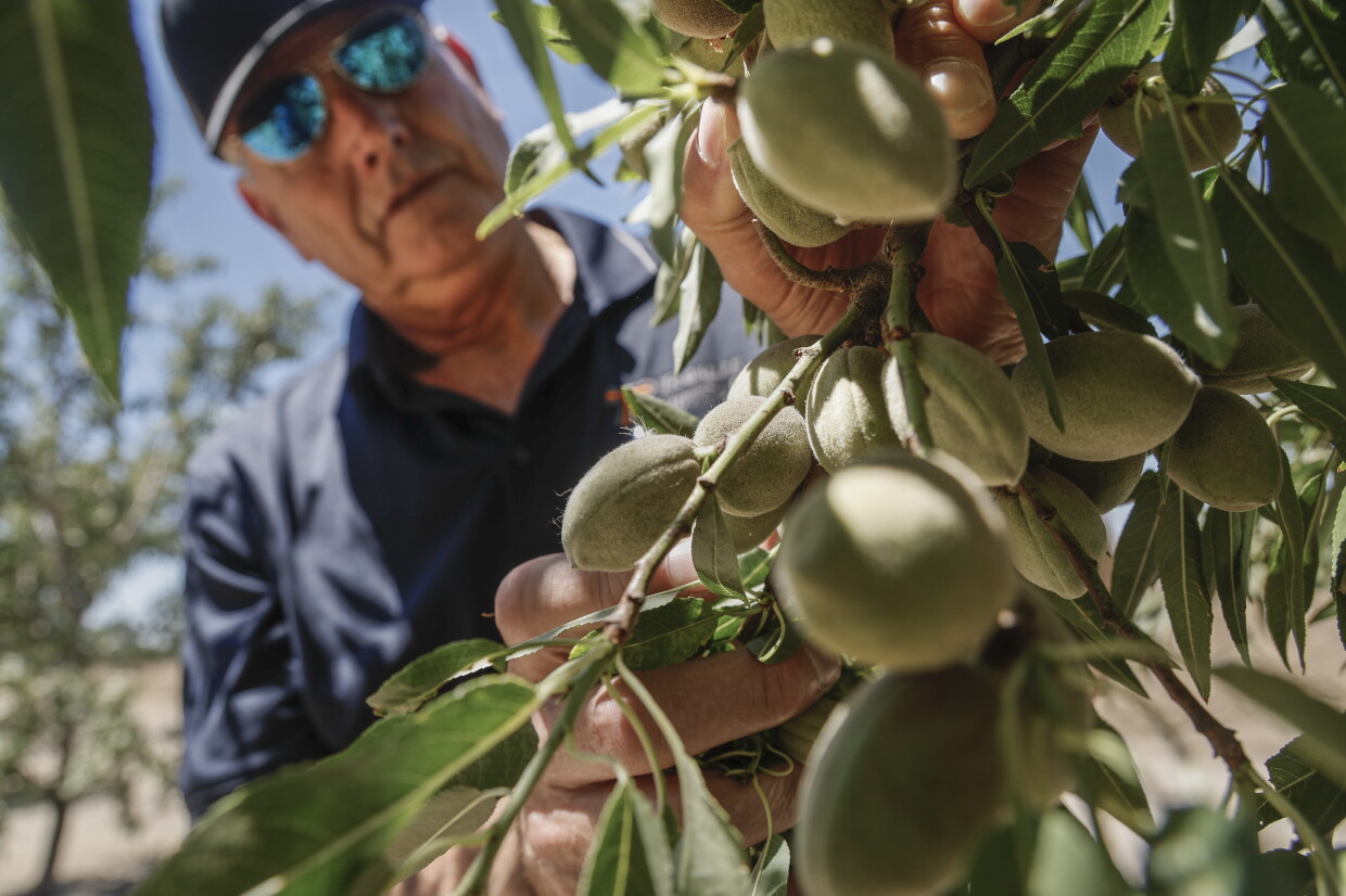 Almond Rakes California almond growers are feeling the squeeze - Los Angeles Times