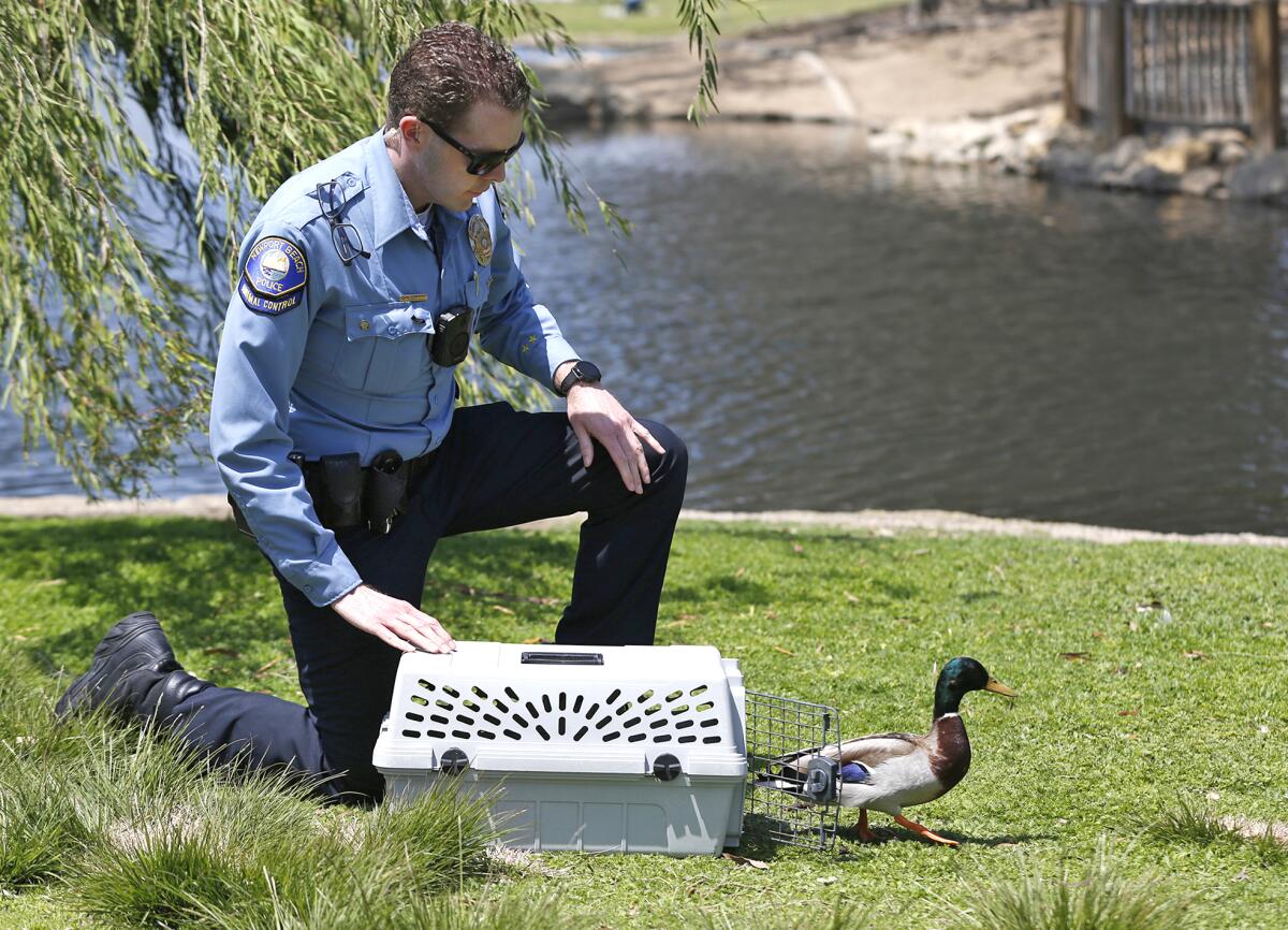 Newport Beach Animal Control Officer Nick Ott frees a mallard duck.