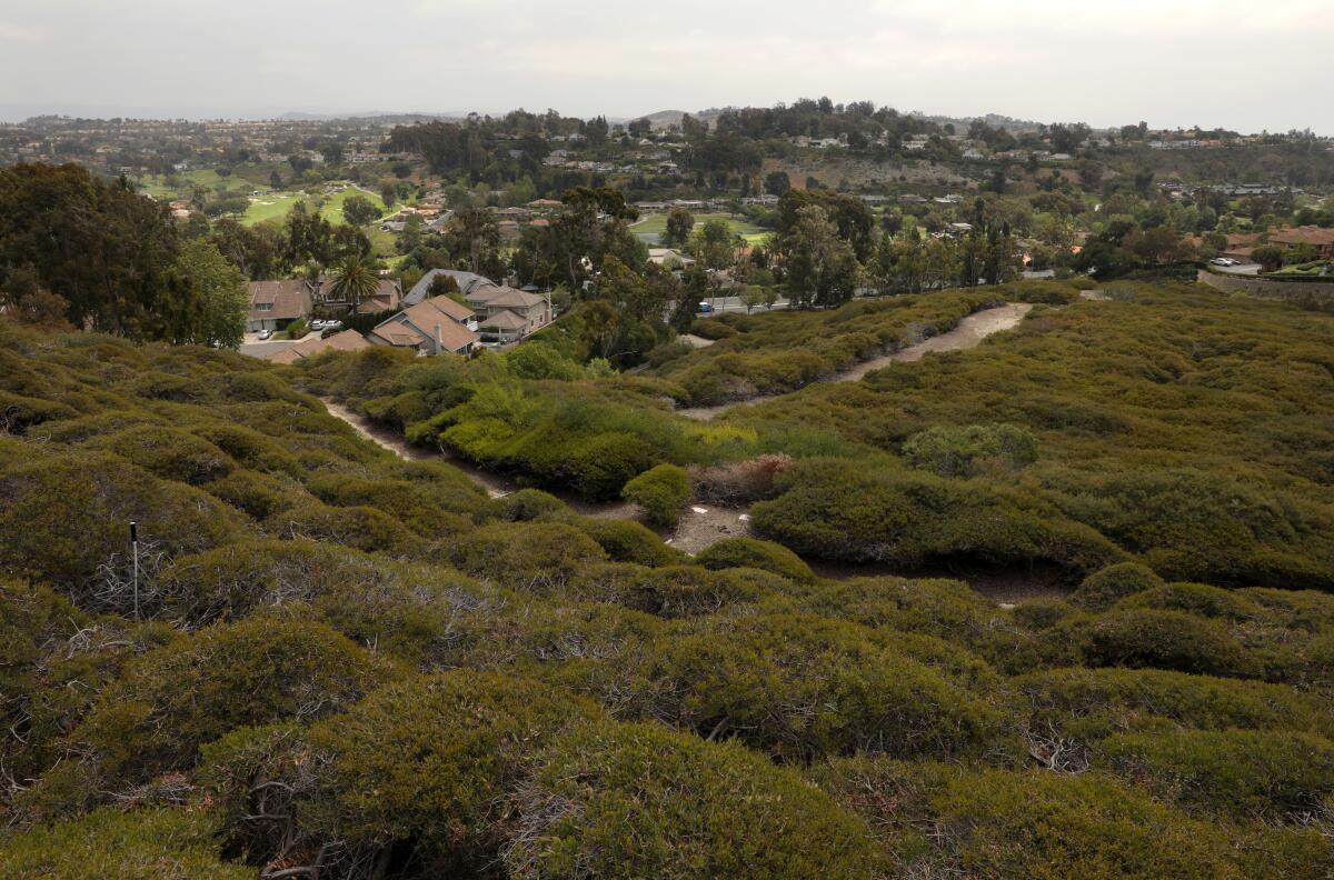 Bushes cover a hillside