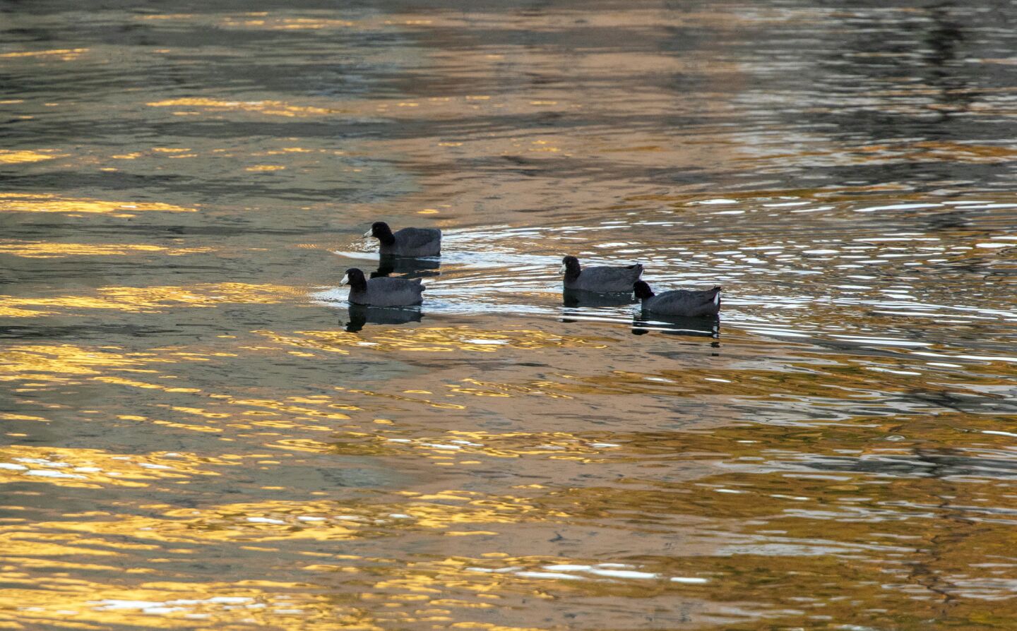More wildlife: Coots enjoying the reservoir.