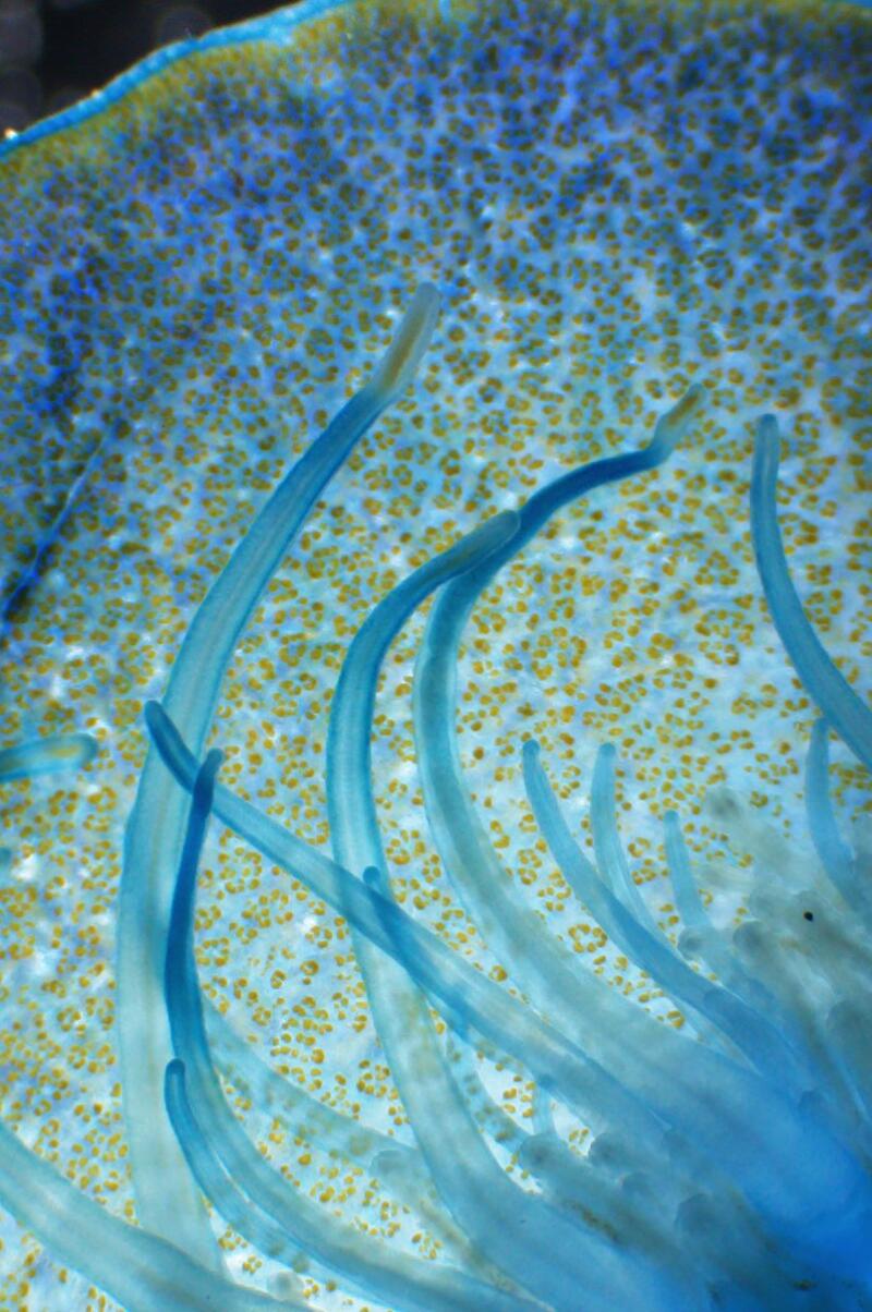 Velella velella seen under a microscope