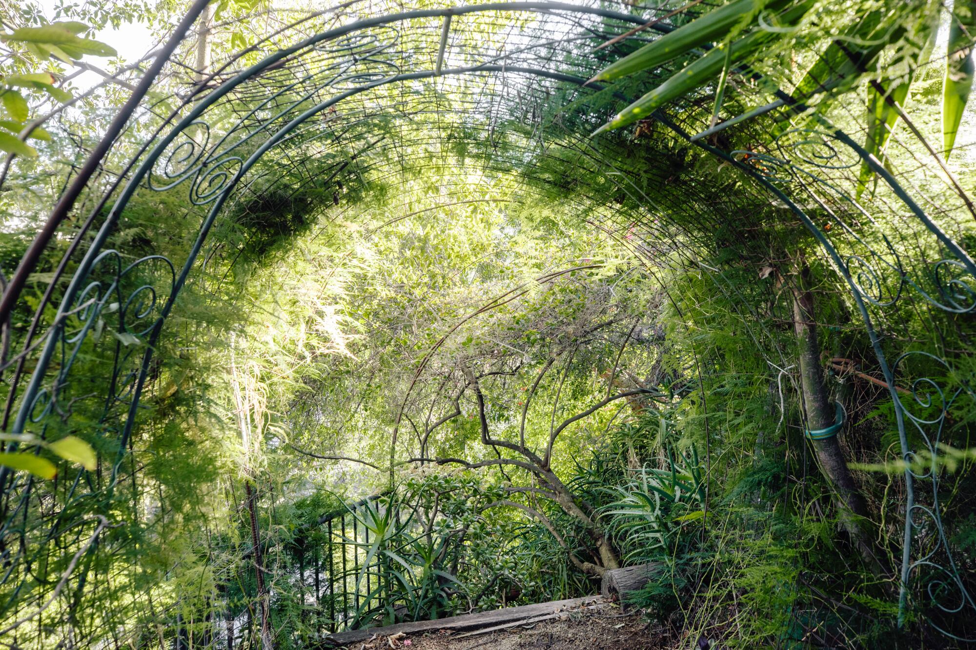 A lush garden at artist Ernest Rosenthal's home.