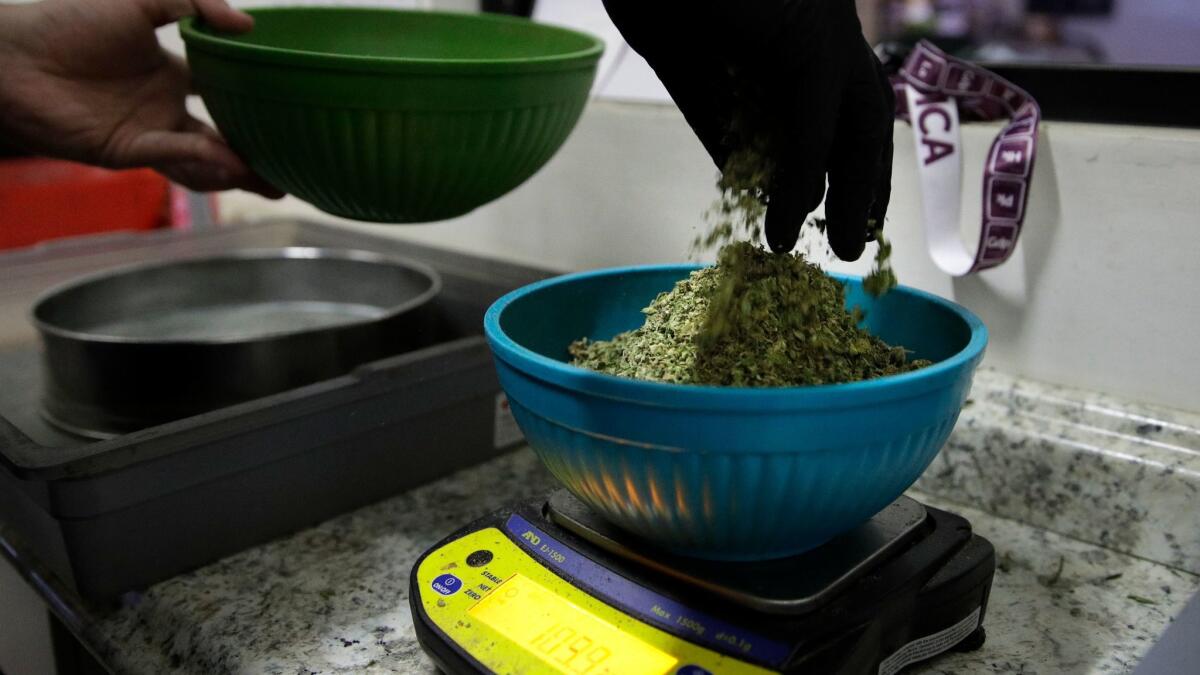 An employee weighs sifted pot leaves at a Los Angeles marijuana dispensary. The city is formulating rules to regulate pot shops when recreational sales become legal next year.