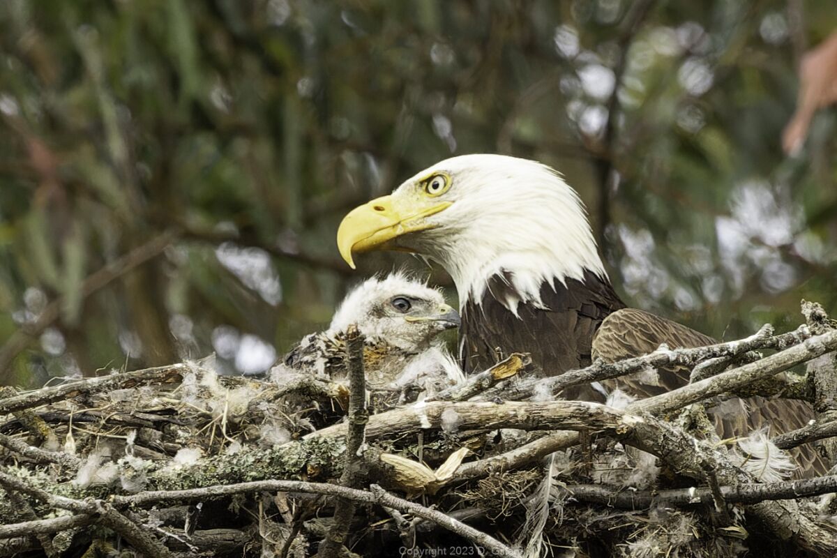 The baby red-tailed hawk with a bald eagle