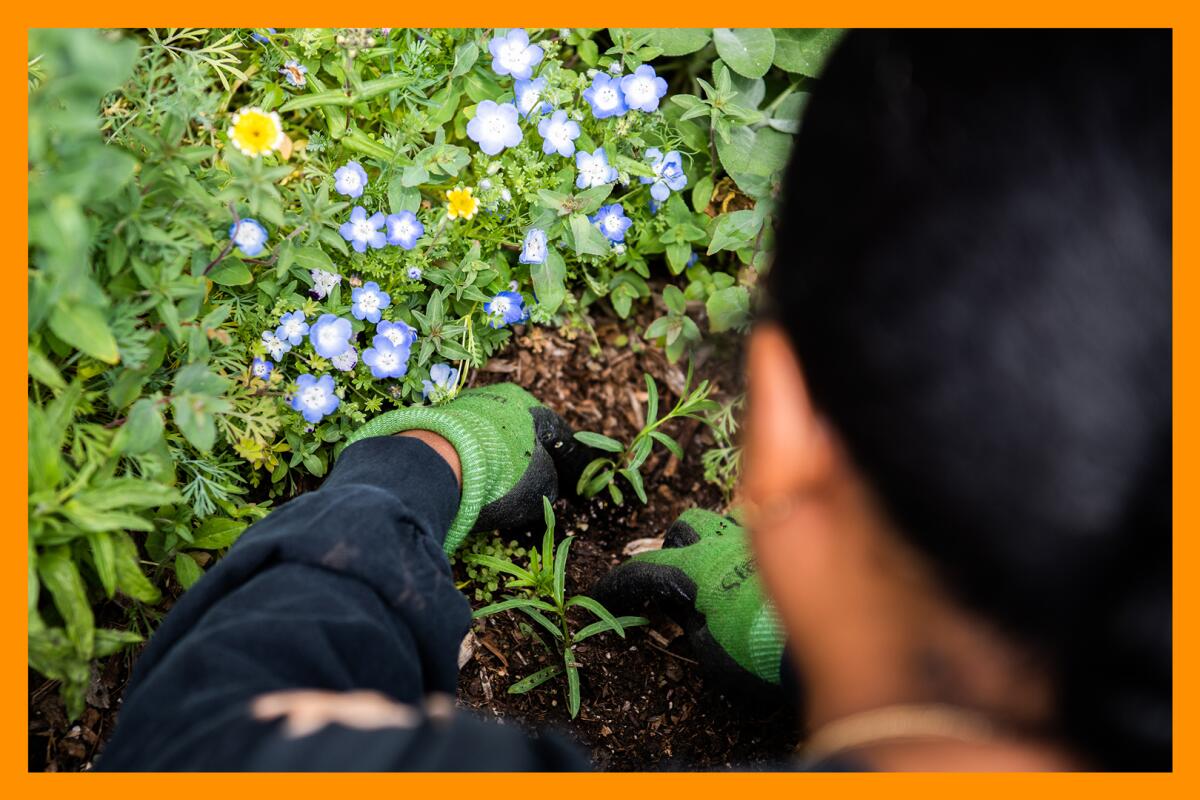 A person wearing gardening gloves works on a patch of ground filled with leafy plants and flowers