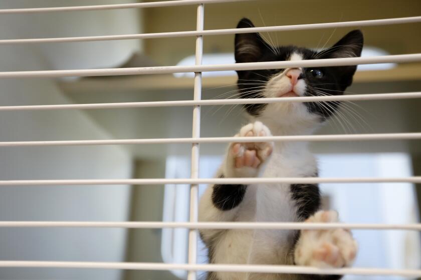 In this Wednesday, Aug. 28, 2019 photo, a kitten is seen in LifeLine Animal Project's DeKalb County Animal Services shelter in Chamblee, Ga, about 13 miles (21 kilometers) northeast of Atlanta. (AP Photo/Andrea Smith)