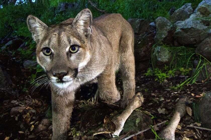 FILE - This Feb. 9, 2015, file photo, released by the National Park Service, taken from a remote camera in the Santa Monica Mountains National Recreation Area near the Los Angeles and Ventura county line, shows a female mountain lion identified as P-33. She is one of several mountain lions observed in and near urbanized areas in greater Los Angeles. A study released Wednesday, Sept. 2, 2015 says it's feasible to build a wildlife corridor so mountain lions can cross a Southern California freeway safely and find new homes. The mountains are ringed by dense urban areas, making roaming difficult for animals. At least a dozen have been killed by traffic in the area since 2002.(National Park Service via AP, File)