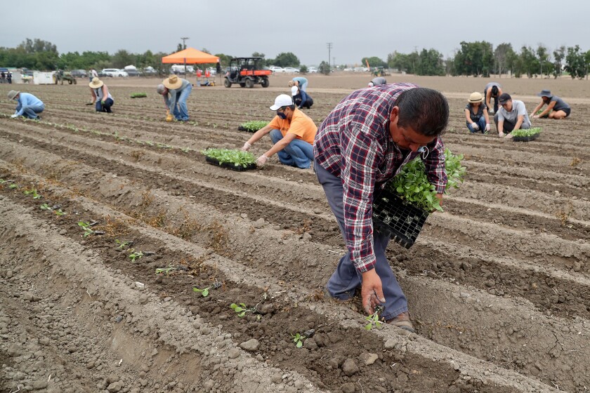 Volunteers plant cabbages at Second Harvest's new farm in Irvine. 