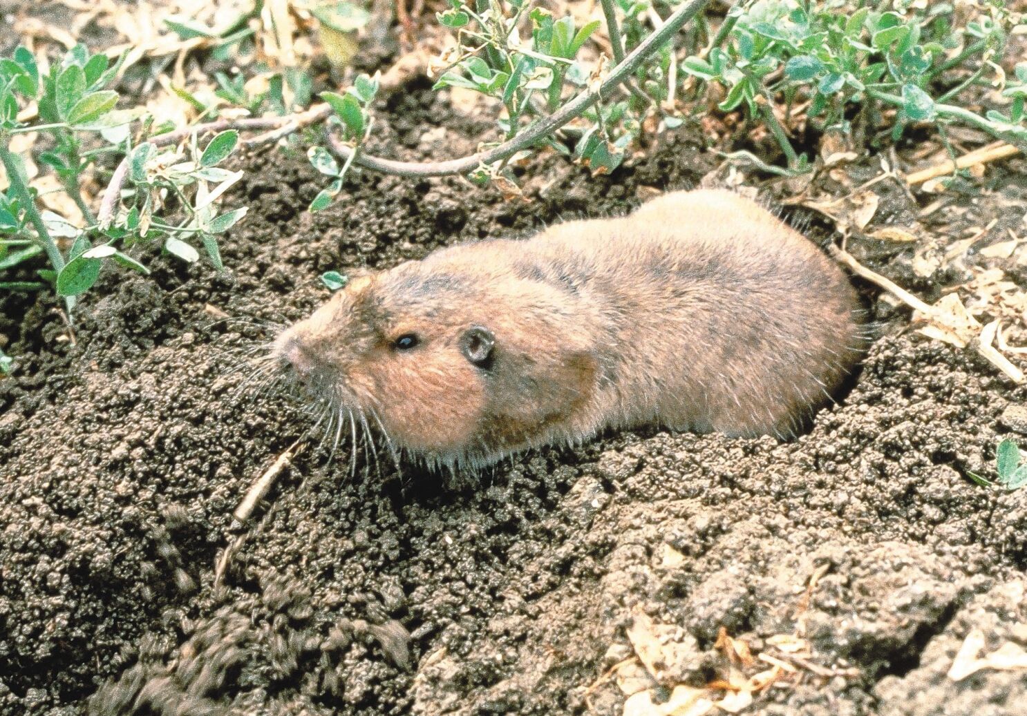 how to get rid of gophers without harming dogs