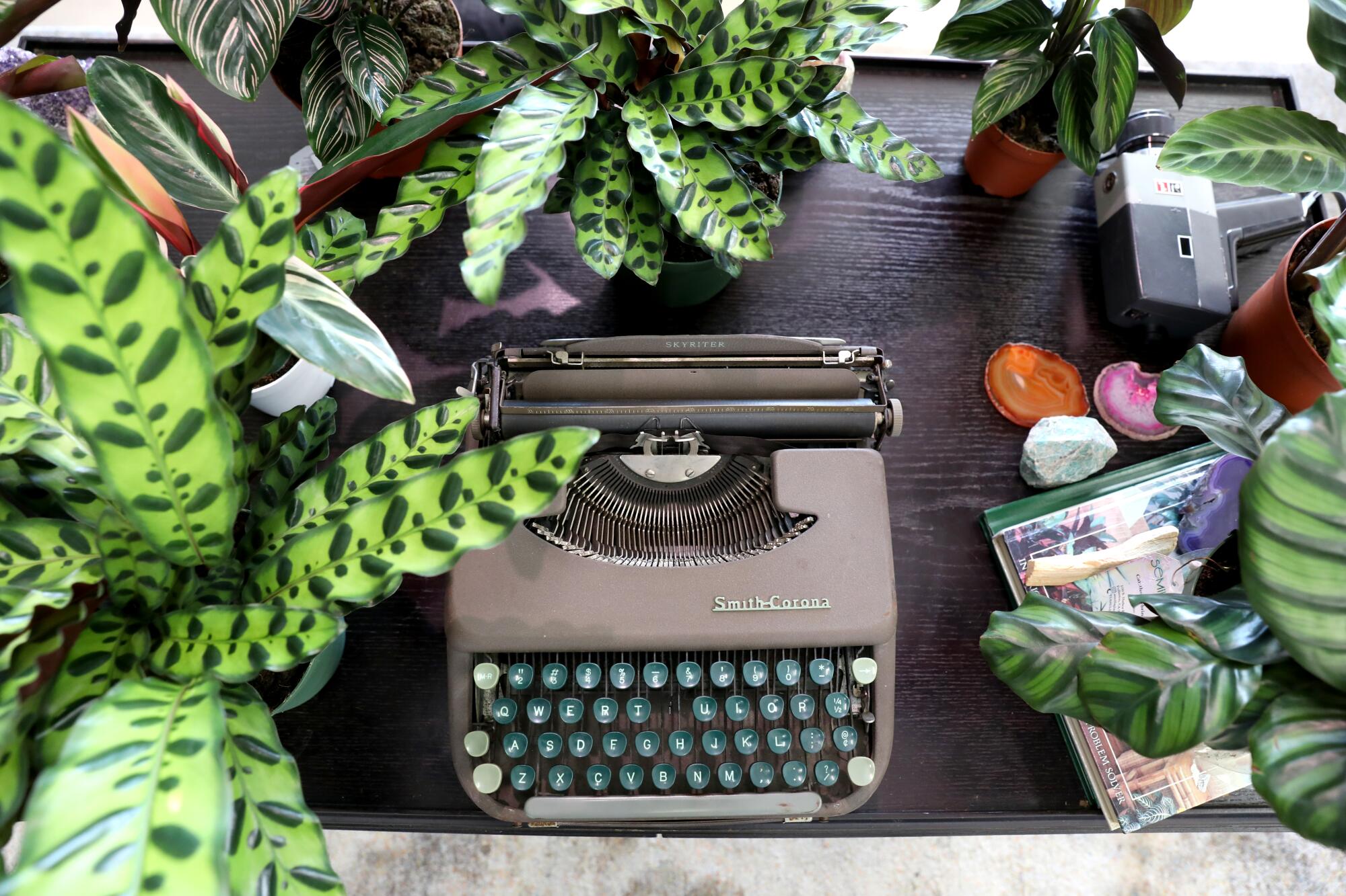 Overhead picture of a brown typewriter surrounded by plants 