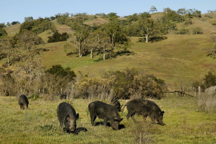Santa Clara County, California-March 17, 2022-Wild pigs feed on roots and acorns in Joseph D. Grant County Park in Santa Clara County, California on March 17, 2022. Grant Park is located at the base of Mt. Hamilton and is habitat for over 32 species of birds and 39 species of mammals, including wild pigs. The European wild pigs eat acorns and turn over the soil looking for grass roots. (Carolyn Cole / Los Angeles Times)