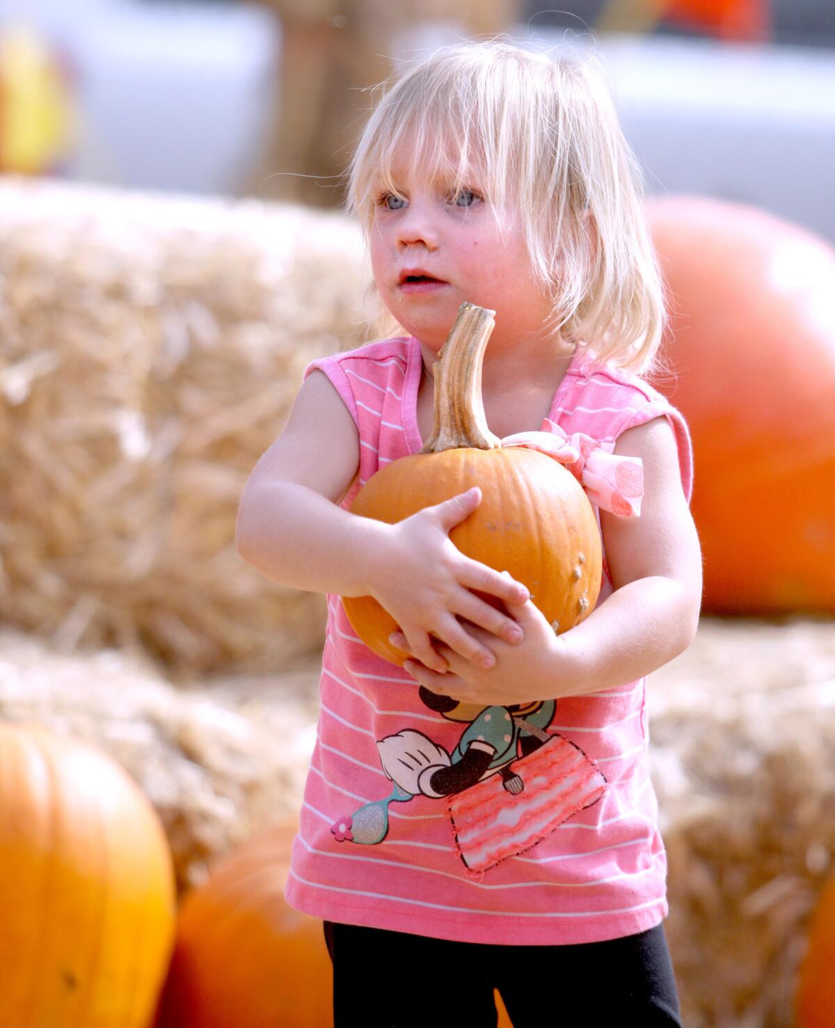Two-year old Abby Rygh of Sunland holds on tight to the pumpkin she chose at the La Crescenta Pumpkin Patch at Briggs and Foothill, in La Crescenta on Tuesday, October 27, 2015. The pumpkin patch is open seven days a week, 9-9 until November 1. It will reopen as a Christmas tree lot at the end of November.