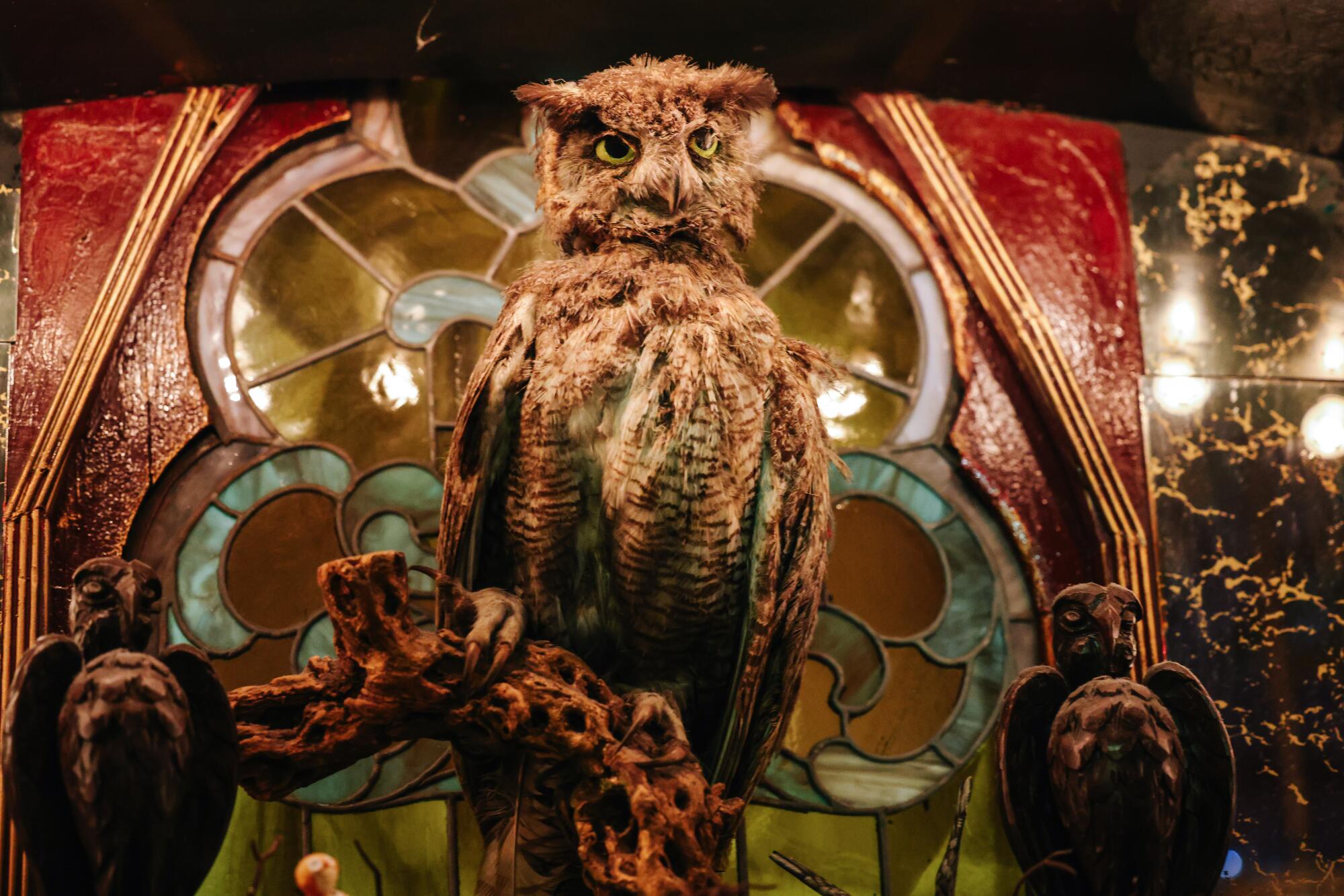 A stuffed owl in front of a stained glass window.