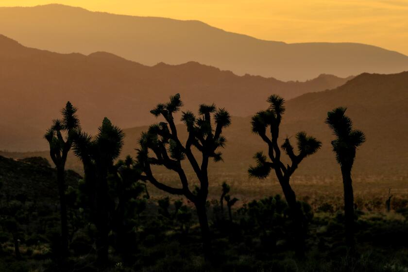 JOSHUA TREE NATIONAL PARK ,CA., APRIL 6, 2019: A stand of Joshua Trees form a unique silhouette against the colors of sunset in Joshua Tree National Park April 6, 2019 (Mark Boster For the LA Times).