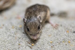 Pat, a Pacific pocket mouse at Safari Park, is 9 years and 5 months old, making him the oldest living mouse in human care.