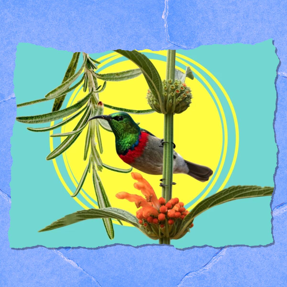 Illustration of a hummingbird on a stalk of orange lion's tail, with a sprig of rosemary behind.