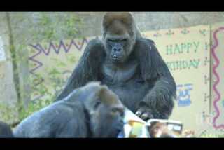 One of world's oldest gorillas dies at San Diego Zoo Safari Park