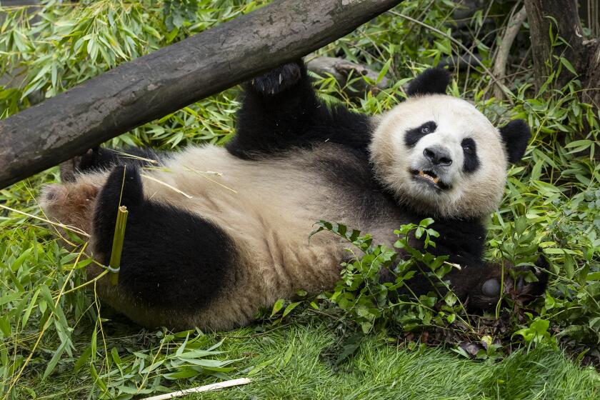 Xin Bao, un ejemplar macho de cinco años de edad, está adaptandose a su nuevo habitat antes de ser exhibido al público del San Diego Zoo.