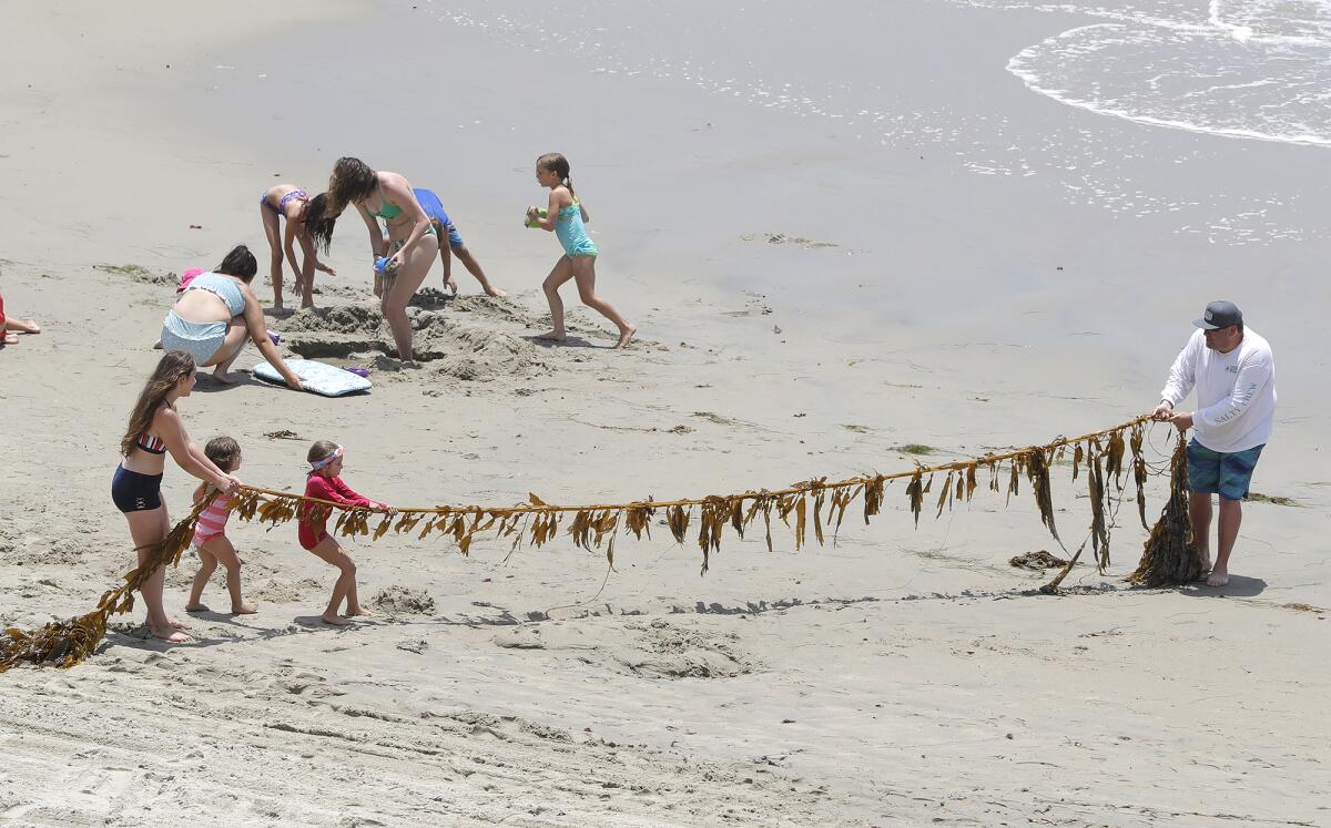 A group of beachgoers play tug of war with a piece of kelp at Main Beach in Laguna Beach on Tuesday.