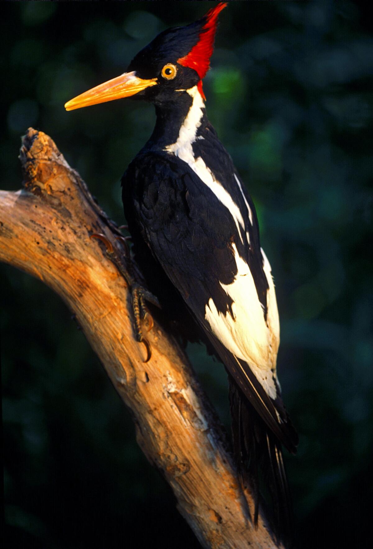 A mounted ivory-billed woodpecker