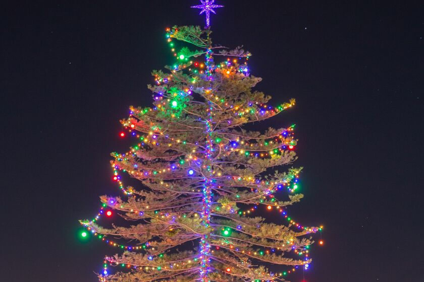 Liberty Station's holiday tree lights up for the first time this season on Nov. 25.