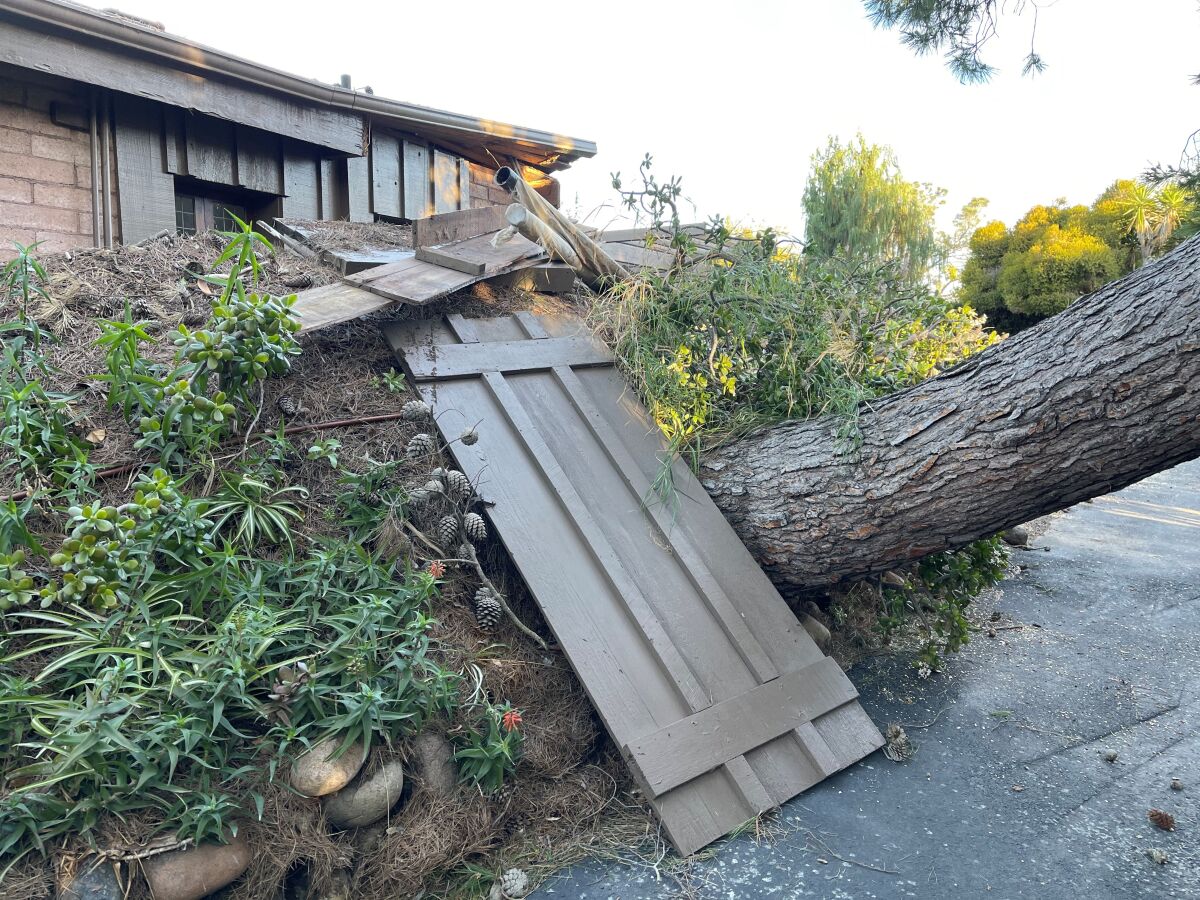 A downed tree and its raised roots caused damage at Seiche, famed oceanographer Walter Munk's former home in La Jolla Shores.