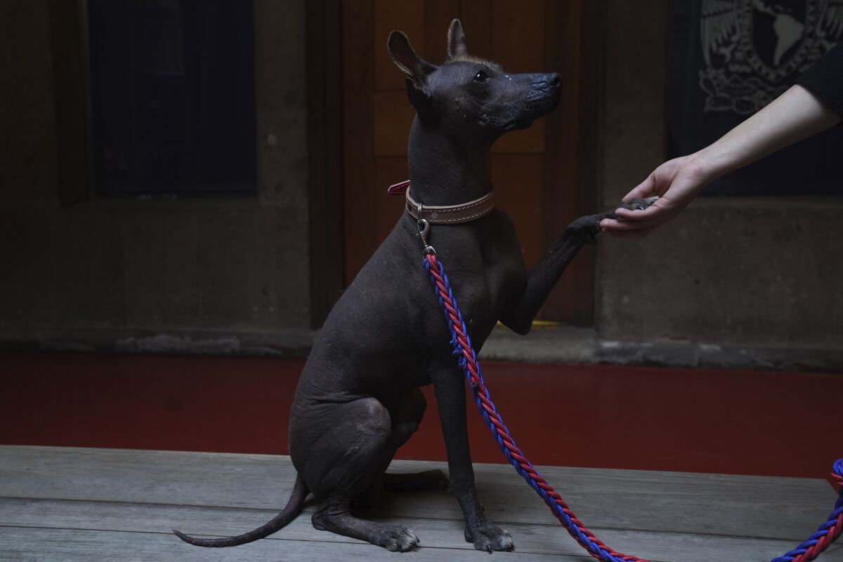 Una mujer agarra la pata de su perro de raza xloitzcuintle, llamado Pilon, durante una conferencia de prensa