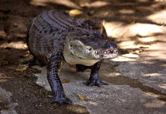 Reggie the alligator