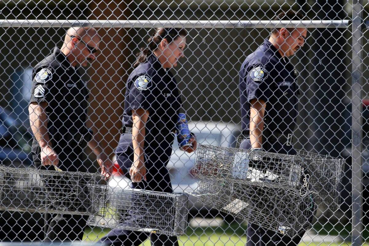 Santa Ana police animal services supervisor Sondra Berg, center, and other officers carry traps to be placed around Willard Intermediate School to capture feral cats that might have fleas infected with typhus.
