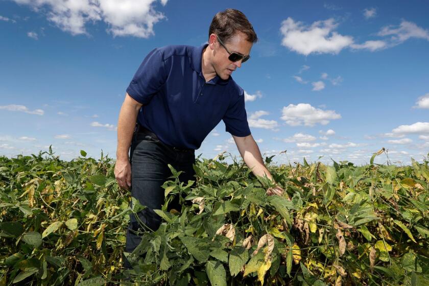 Grant Kimberley checks soybean plants on his farm, Friday, Sept. 2, 2016, near Maxwell, Iowa. The men and women who grew what's expected to be the biggest corn crop the United States has ever seen won't benefit from the milestone. Prices are so low that for the third consecutive year, most corn farmers will spend more than they earn. It's a similar story for soybean producers. (AP Photo/Charlie Neibergall)