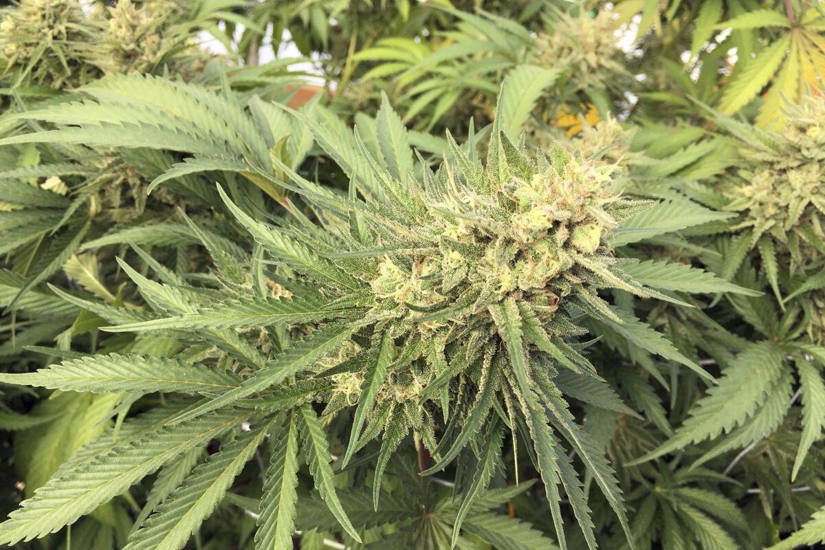 FILE - In this Sept. 30, 2016, file photo, a marijuana bud is seen before harvest at a rural area near Corvallis, Ore. On Wednesday, Oct. 13, 2021, the same day that Jackson County declared a state of emergency amid a sharp increase in illegal cannabis farms, police raided a site that had about two tons of processed marijuana and 17,500 pot plants. (AP Photo/Andrew Selsky, File)