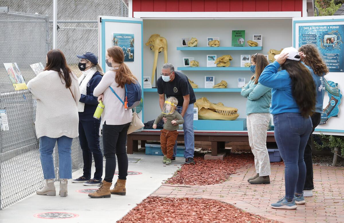 People wearing face masks look into a chain-link enclosure next to an educational display of animal skulls