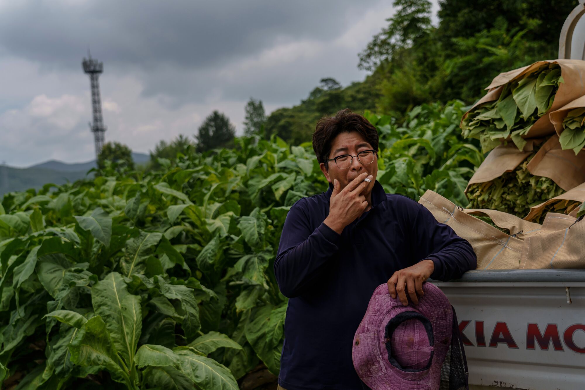 Park Jong-bum takes a smoke break after harvesting tobacco leaves from his fields in Bokheung-Myeon, South Korea.