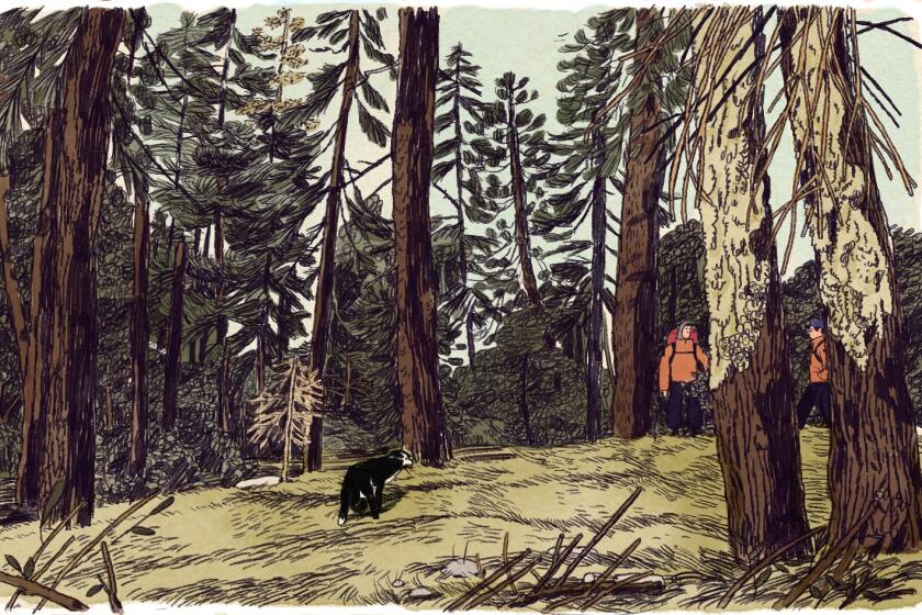 Illustration of a dog in a wooded clearing guiding rescuers.