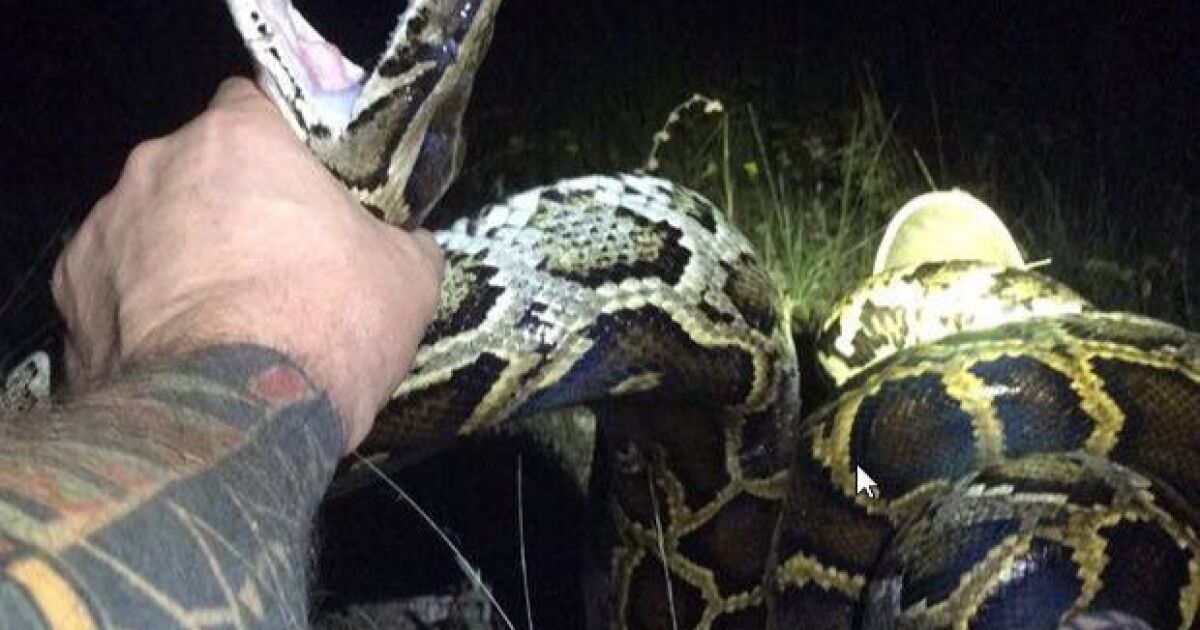 Florida Man Captures Record 17 Foot Python Los Angeles Times 9136