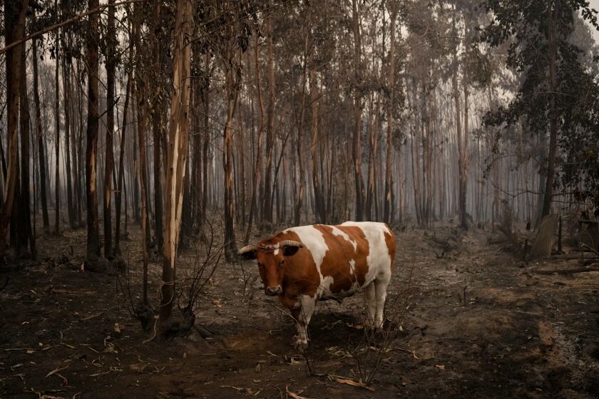 Un buey está rodeado de árboles quemados en Santa Juana, Chile, el domingo 5 de febrero de 2023. Los incendios forestales se están extendiendo en el sur y centro de Chile, provocando evacuaciones y la declaración de estado de emergencia en algunas regiones. (Foto AP/Matías Delacroix)