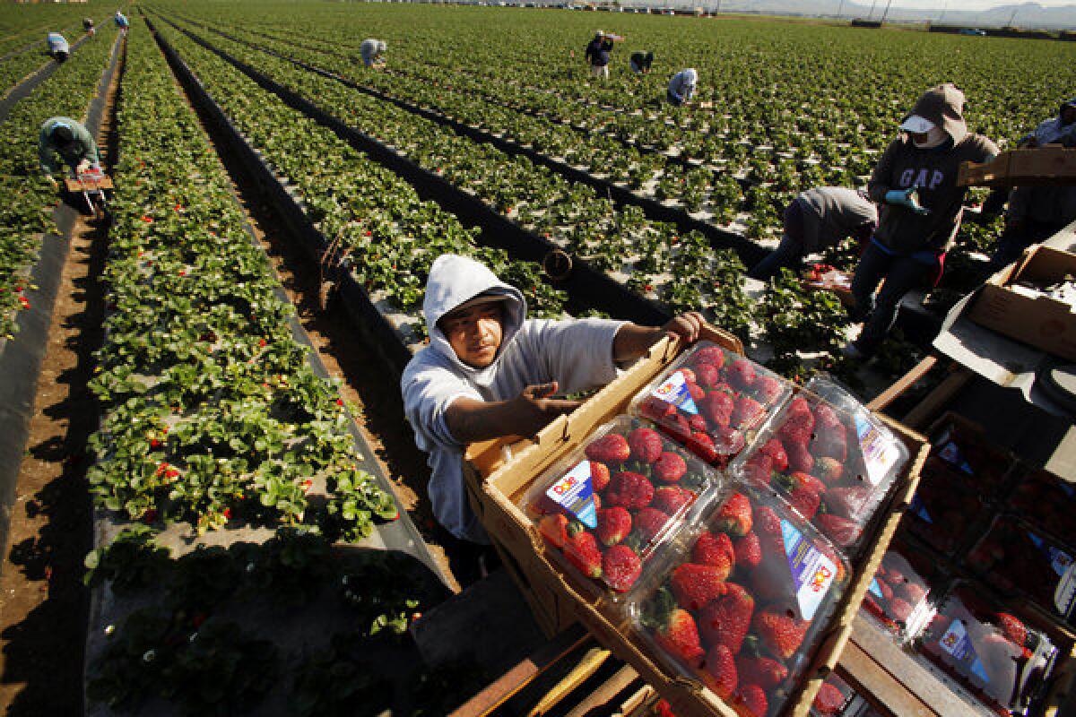 Domingo Suarez, center, carries a box of strawberries picked for Dole Foods.