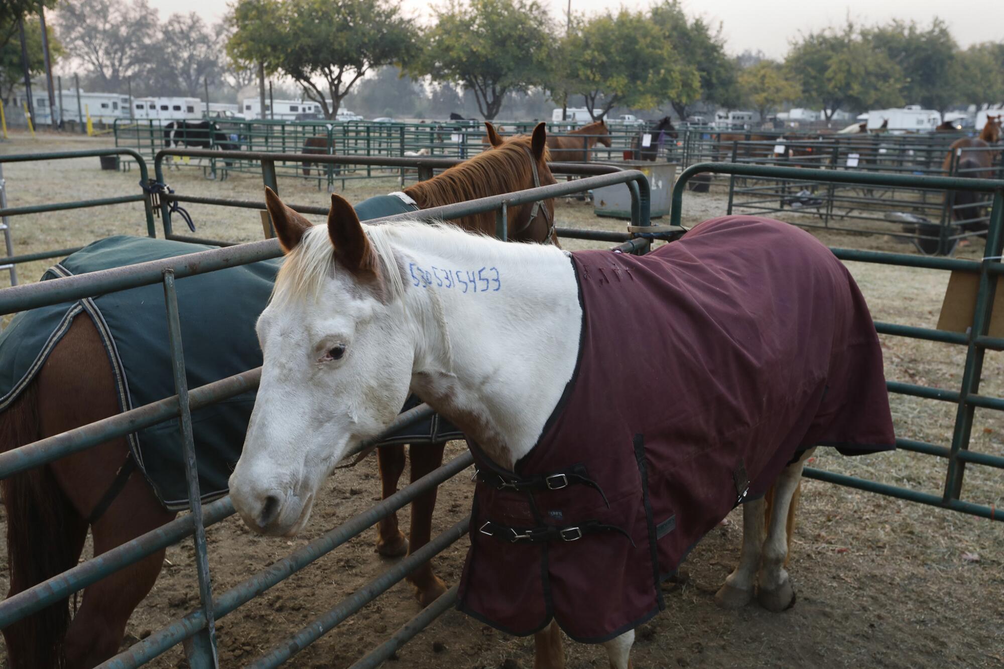 A horse at the fairgrounds after the Camp fire