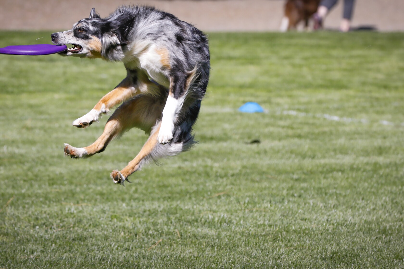 Frisbee Catching Dogs Compete For International Fame In Valley