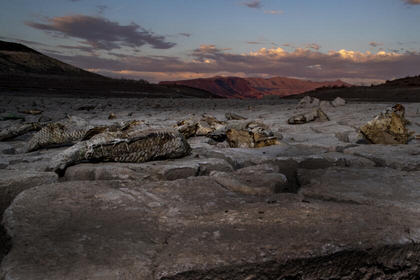 LAS VEGAS, NV -JULY 12, 2022: Fish carcasses lay sprawled on the distinct dried mud flats at one the shuttered marinas at Lake Mead on July 12, 2022 in Las Vegas, Nevada. The water levels at Lake Mead are at historic lows forcing the closures of all but one marina at the lake.(Gina Ferazzi / Los Angeles Times)