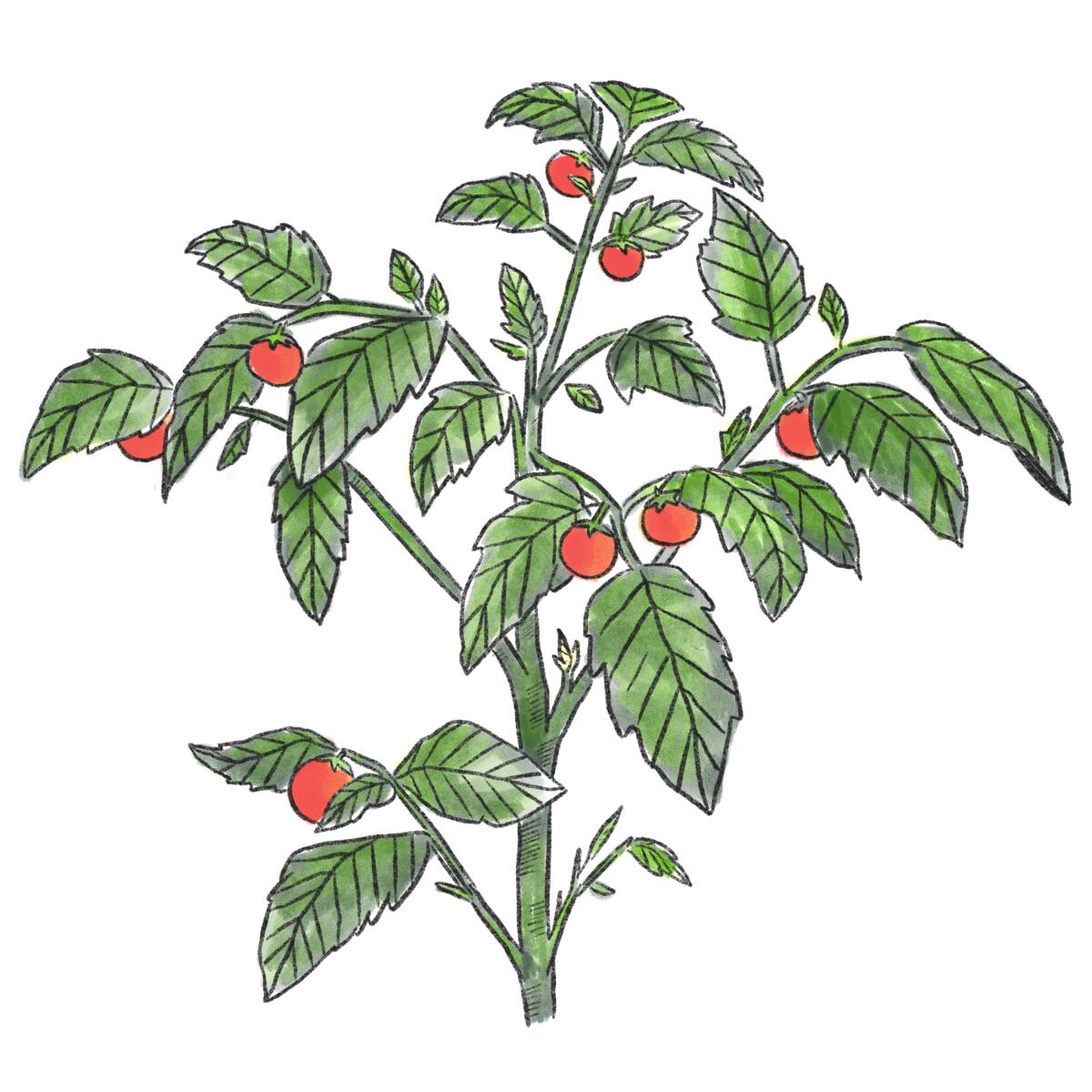 An illustration of a tomato plant