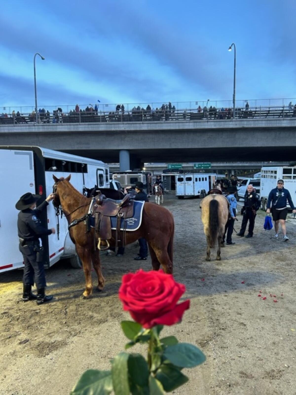 Newport Beach police officers prepare their horses to ride in the Rose Parade.