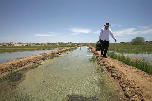 Carl Hodges walks along a berm on a research plot where he grows salicornia and experiments with different planting and harvesting techniques. Hodges and his crew have flooded the plots with saltwater from the nearby Sea of Cortez.