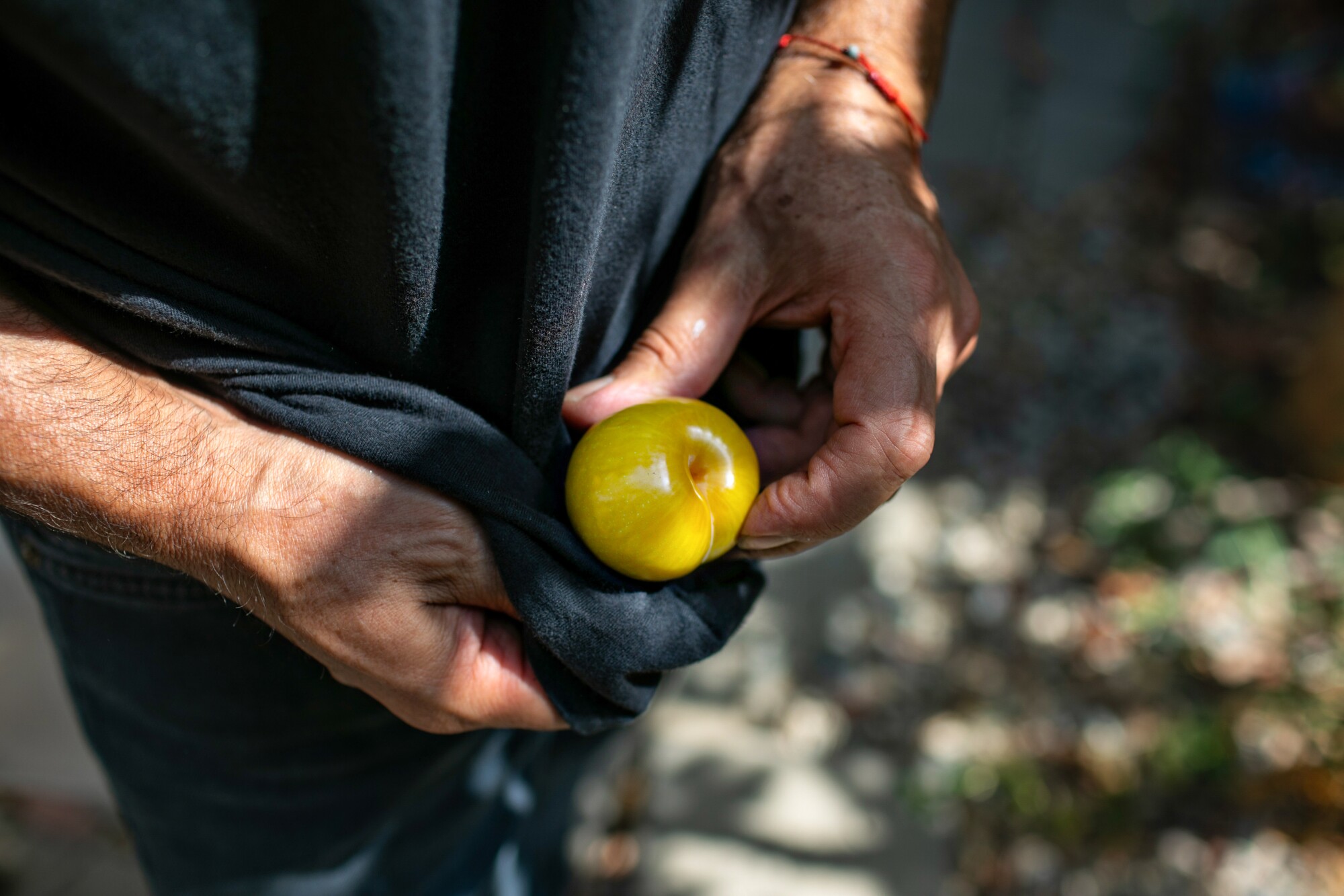 A man uses his shirt to wipe off a freshly picked pluot.