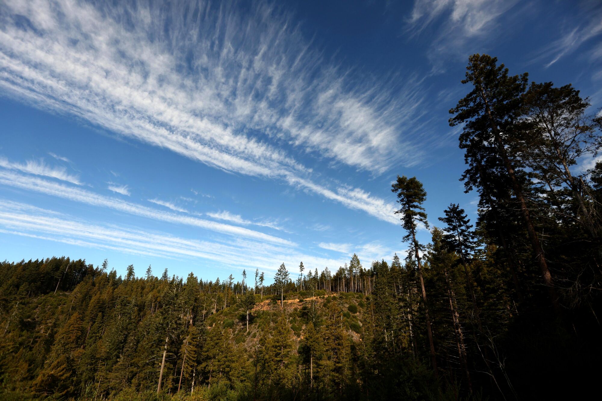 Jackson Demonstration State Forest