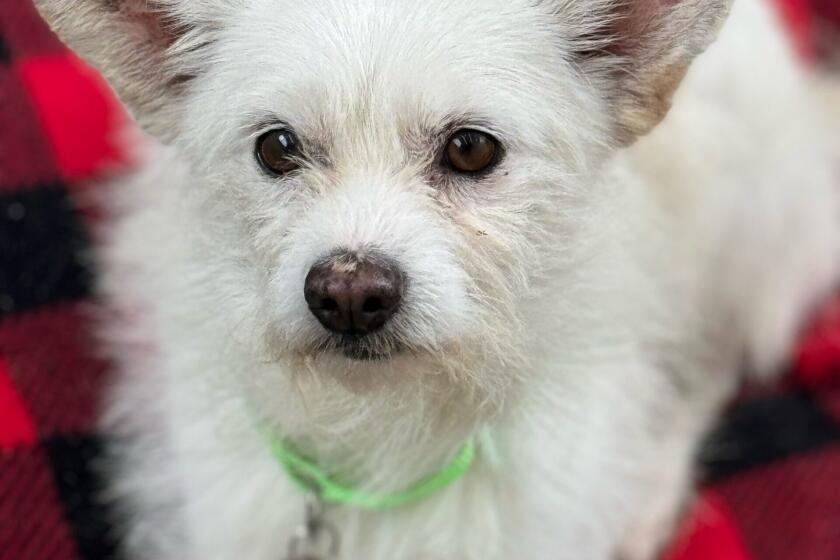 Rancho Coastal Humane Society's pet of the week is a 7-year-old terrier mix.