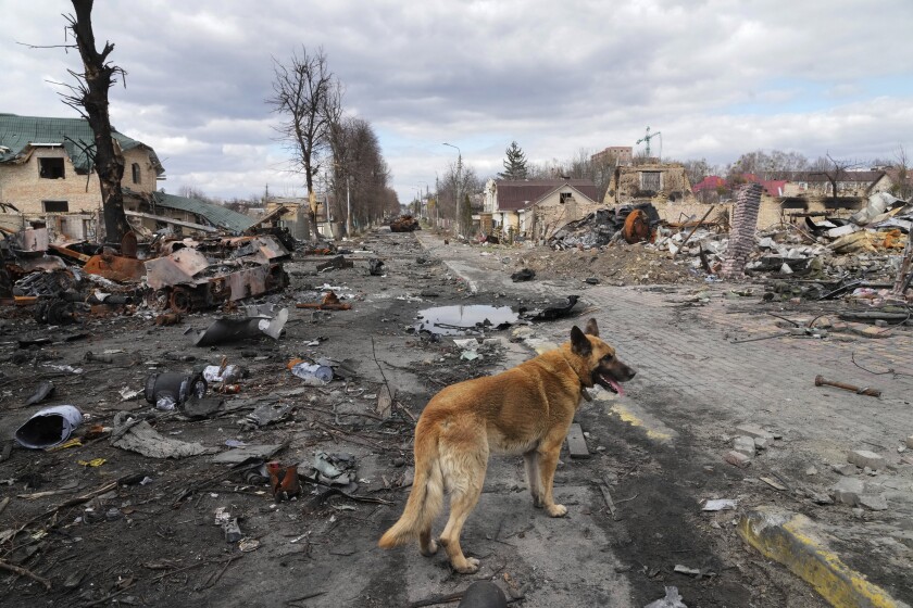 Dog wandering among destroyed houses and Russian military vehicles